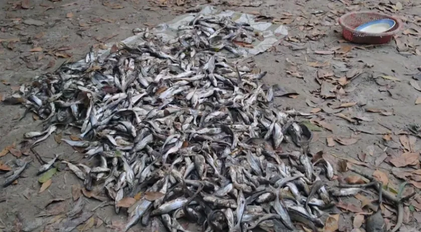 বরগুনায় রাতের আঁধারে বিষ প্রয়োগে ৮ লাখ টাকার মাছ নিধন